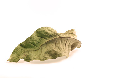Dry leaves on white backgroundの写真素材