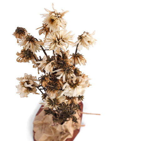 Dried flower isolated on white backgroundの写真素材