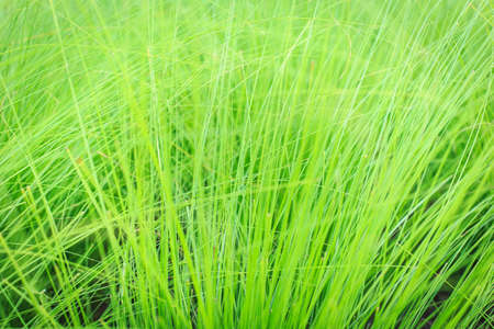 Abstract of green plantの写真素材