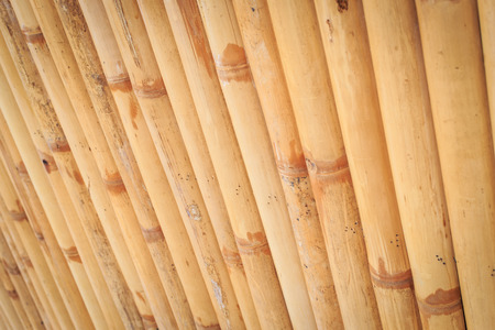 bamboo backgroundの写真素材