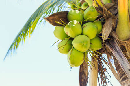 Coconut treeの写真素材