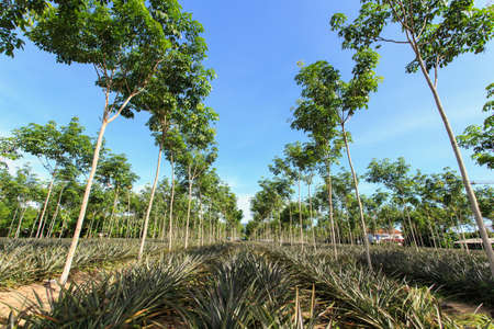 Rubber treeの写真素材