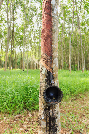 Rubber treeの写真素材