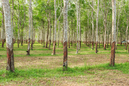 Rubber tree