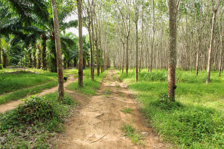 Rubber treeの写真素材