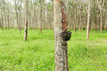 Rubber treeの写真素材