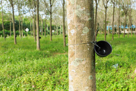 Rubber treeの写真素材