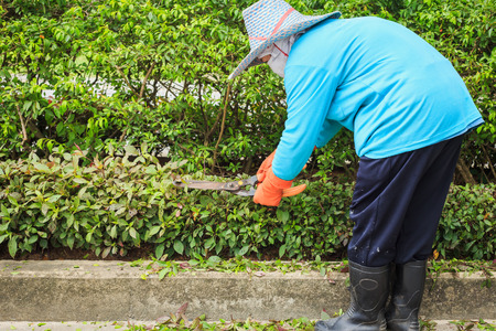 Woman cut bush clippers