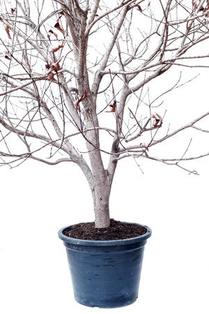 Dried plant isolated on white backgroundの写真素材