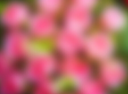 Flower blur for natural backgroundの写真素材