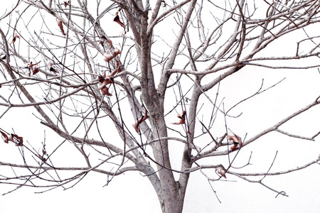 Dried plant isolated on white backgroundの写真素材