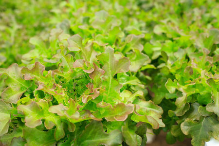 fresh green lettuce in organic farmの写真素材