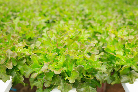 fresh green lettuce in organic farmの写真素材