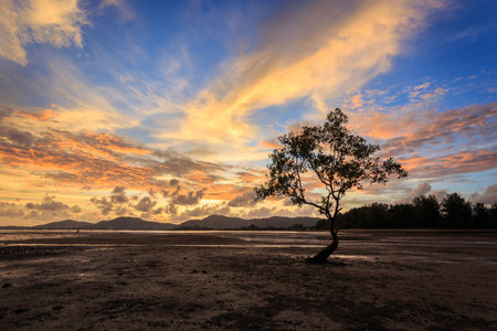 Silhouettes of tree at sunset beach in Phuket, Thailandの写真素材