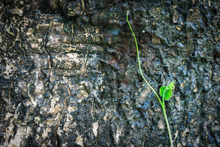 Close up green plant growing on treeの写真素材