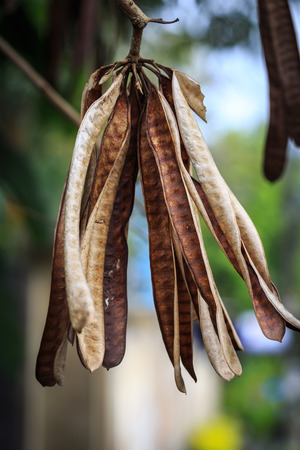 Dried of Acaciaの写真素材