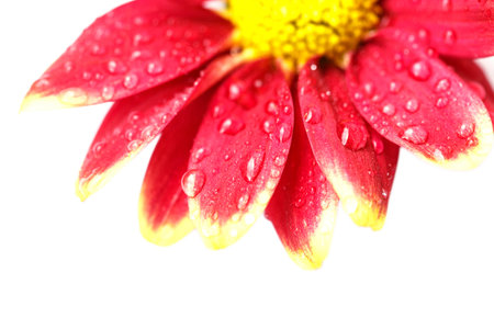 Close up flower with water dropの写真素材