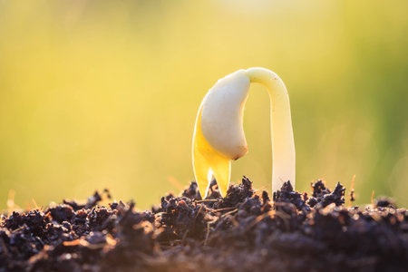Young plant growing on soilの写真素材