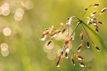 Grass flower in the morningの写真素材
