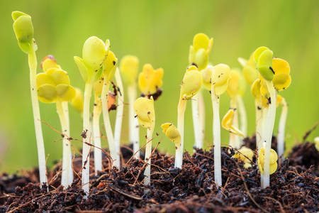 Young green plant in soilの写真素材