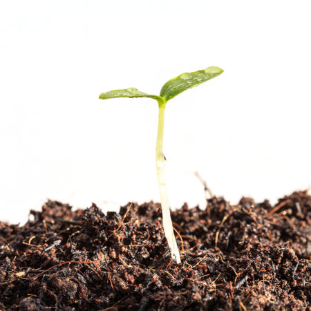 Young green plant in soil isolated on white background