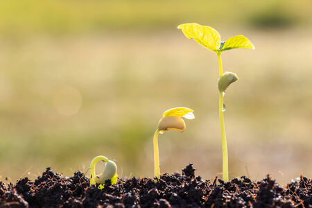 Growth of young green plant in soil