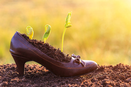 Young plant growth in lady shoe, recycle concept