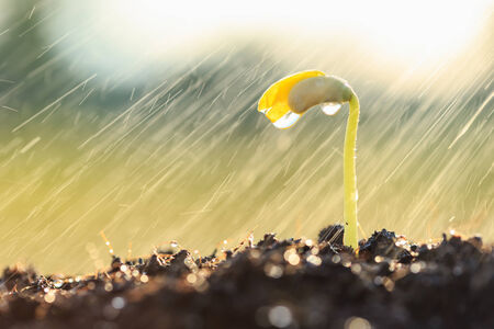 Young green plant in soilの写真素材