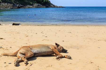 A brown dog sleeping on the beachの写真素材
