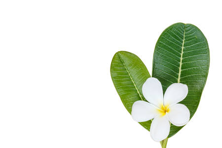 Close up white frangipani flower isolated on white backgroundの写真素材