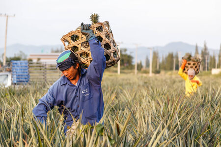 PRACHUAP KHIRI KHAN, THAILAND - DECEMBER 27: Unidentified man with big bamboo basket and make keeping pineapple in the field on December 27, 2014 in Prachuap Khiri Khan, Thailand.のeditorial素材