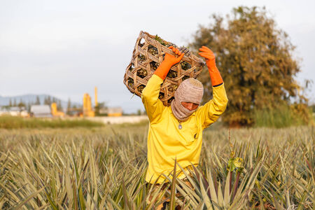 PRACHUAP KHIRI KHAN, THAILAND - DECEMBER 27: Unidentified man with big bamboo basket and make keeping pineapple in the field on December 27, 2014 in Prachuap Khiri Khan, Thailand.のeditorial素材