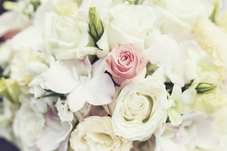 Rose flowerの写真素材