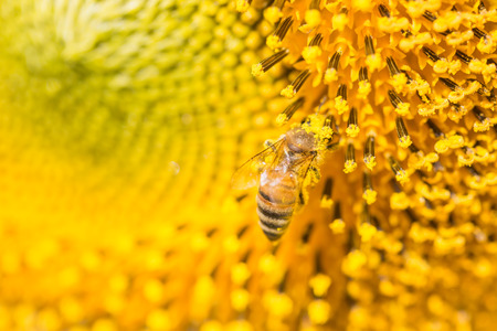 Close up bee on Sunflower