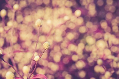 Grass flower, Vintage color