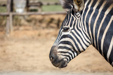 zebraの写真素材