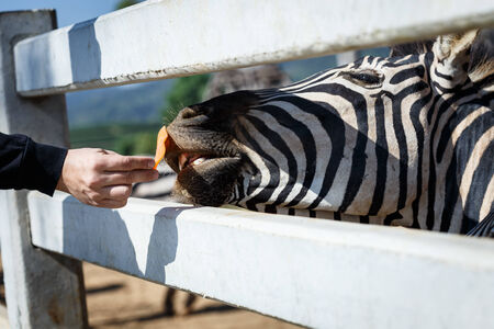 zebraの写真素材
