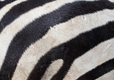 zebraの写真素材