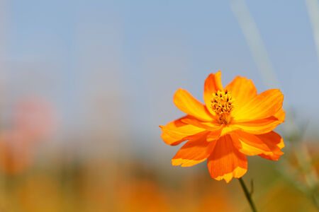 Orange cosmos flowerの写真素材