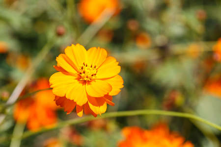 Orange cosmos flowerの写真素材