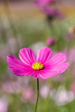 Pink Cosmos flower in the fieldの写真素材