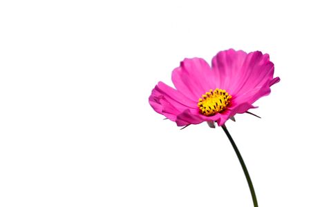 Pink Cosmos flower and blue skyの写真素材