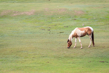 Horse in the fieldの写真素材