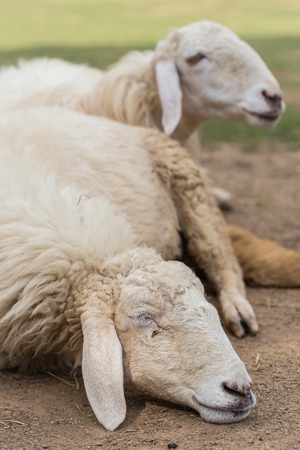 Sheep in farm in Thailandの写真素材