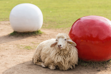 Sheep in farm in Thailandの写真素材