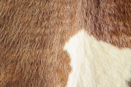 horse furの写真素材