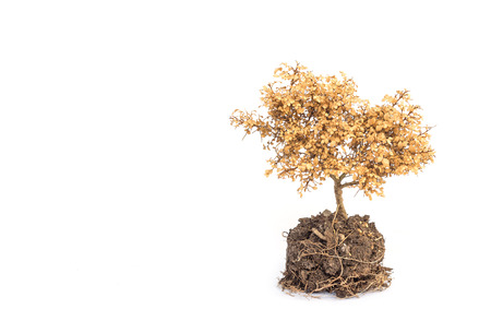 Dried plant isolated on white backgroundの写真素材