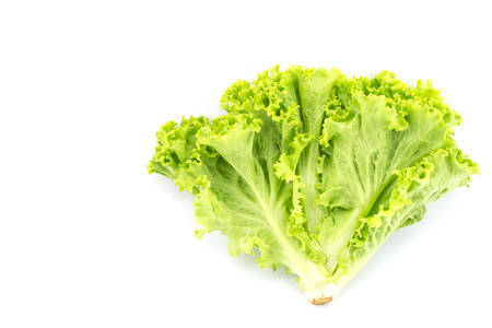 Fresh and green lettuce isolated on white backgroundの写真素材