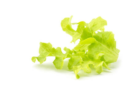 Fresh and green lettuce isolated on white backgroundの写真素材