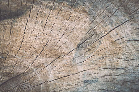 texture of tree stump for backgroundの写真素材